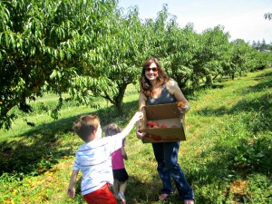 peach pickin 2